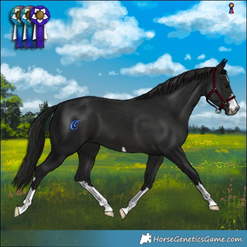Horse Color:Gray Black 