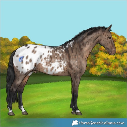 Horse Color:Brown Dun Appaloosa Rabicano Brindle 