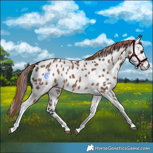 Horse Color:Liver Red Dun Tobiano Appaloosa Brindle