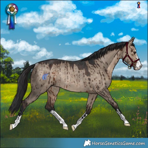 Horse Color:Bay Dun Rabicano Brindle