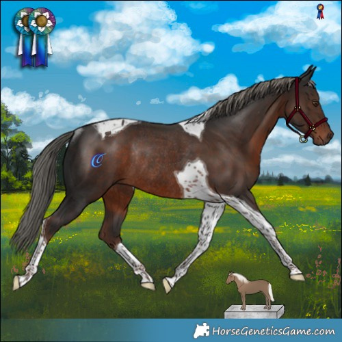 Horse Color:Liver Chestnut Mushroom Tobiano Rabicano 