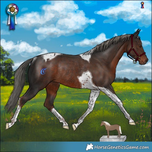 Horse Color:Liver Chestnut Mushroom Tobiano Rabicano 