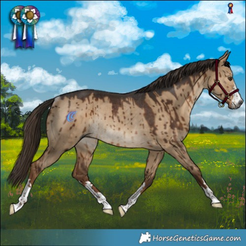 Horse Color:Gray Liver Red Dun Rabicano Brindle 
