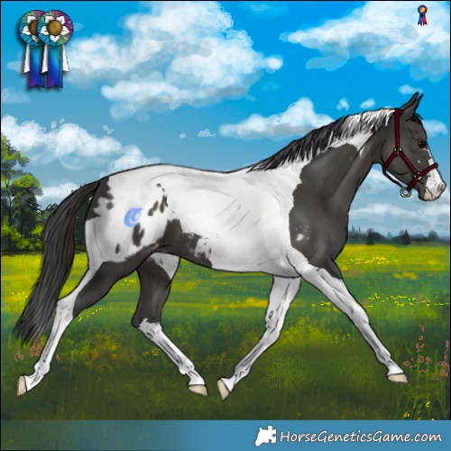 Horse Color:Black Tobiano Appaloosa