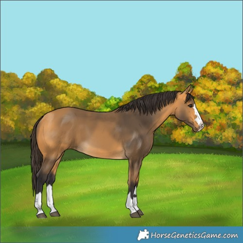 Horse Color:Buckskin