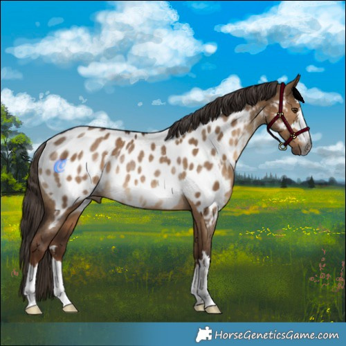Horse Color:Gray Liver Red Dun Appaloosa Rabicano