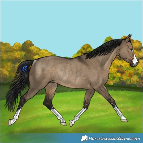 Horse Color:Gray Brown Dun Rabicano