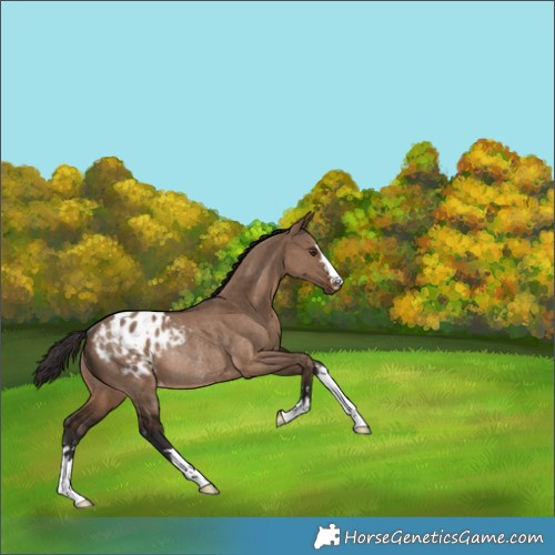 Horse Color:Liver Red Dun Appaloosa Rabicano