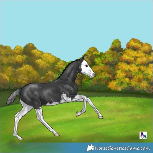 Horse Color:Black Splash