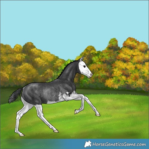 Horse Color:Black Splash Rabicano 