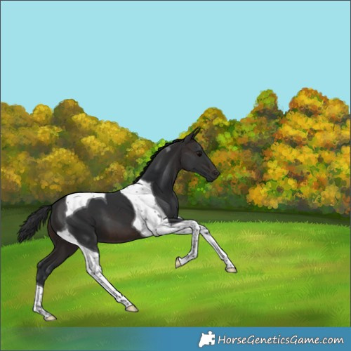 Horse Color:Brown Tobiano 