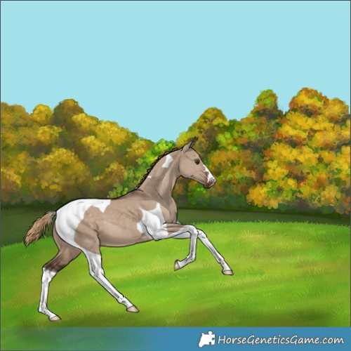Horse Color:Liver Red Dun Tobiano 