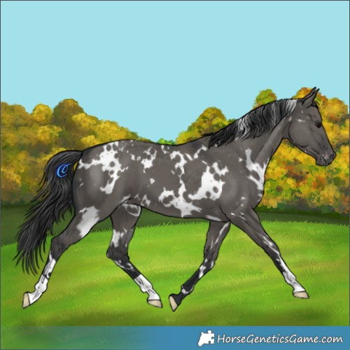 Horse Color:White Spotted Grullo Appaloosa