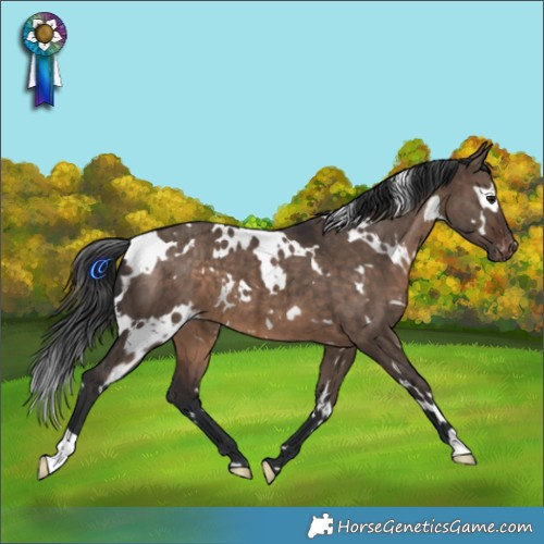 Horse Color:White Spotted Brown Dun Appaloosa Brindle