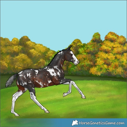 Horse Color:White Spotted Brown Sabino Splash 