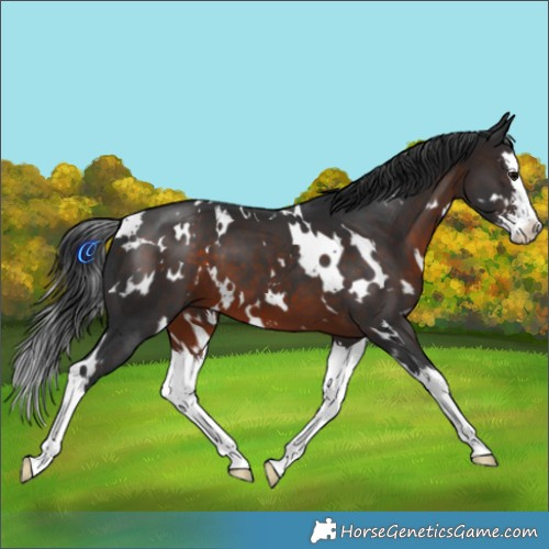 Horse Color:White Spotted Brown Sabino Splash