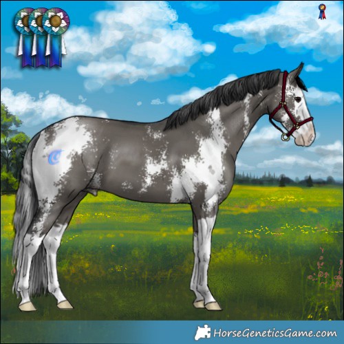 Horse Color:Grullo Sabino Splash