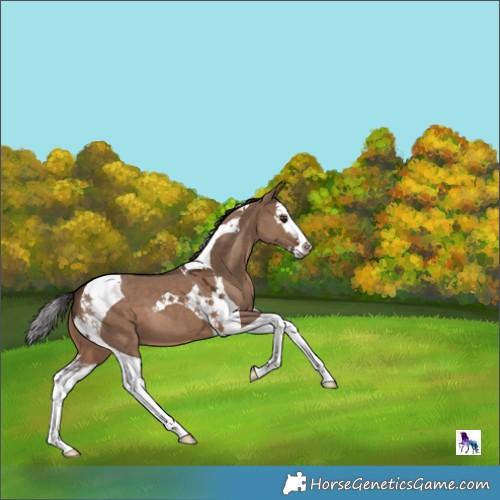 Horse Color:Liver Red Dun Splash Tobiano 