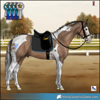 Horse Color:Liver Red Dun Splash Tobiano