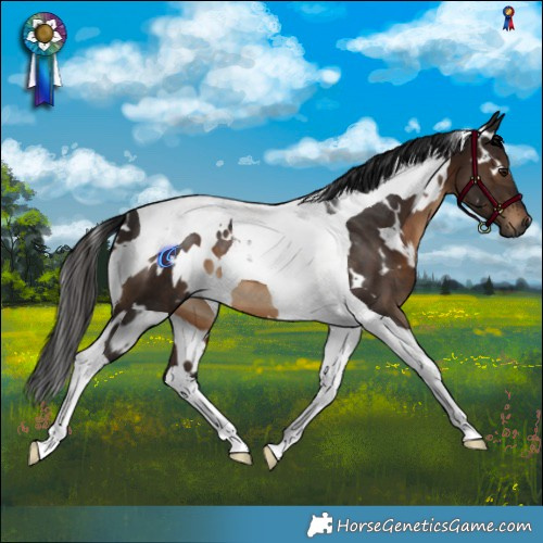Horse Color:Gray White Spotted Brown Tobiano