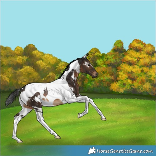 Horse Color:Gray White Spotted Brown Tobiano 