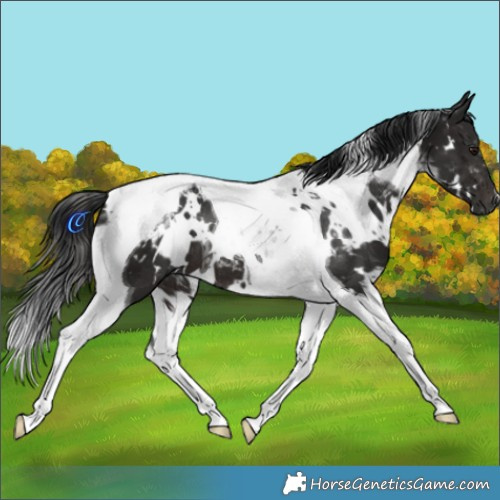 Horse Color:Gray White Spotted Brown Tobiano