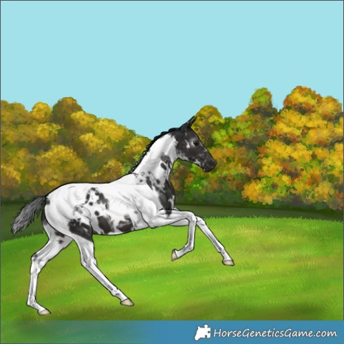 Horse Color:Gray White Spotted Brown Tobiano 