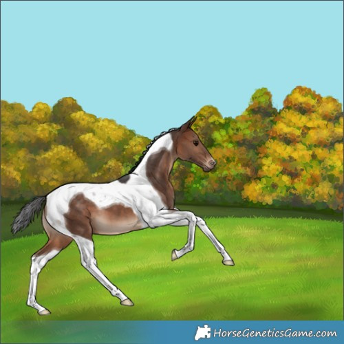 Horse Color:Brown Tobiano 