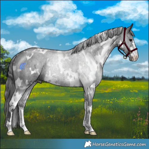 Horse Color:White Spotted Black 