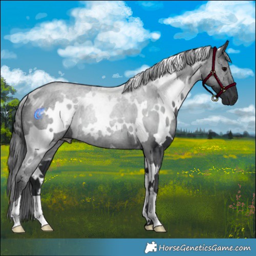 Horse Color:White Spotted Black 