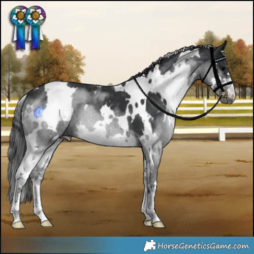 Horse Color:White Spotted Black