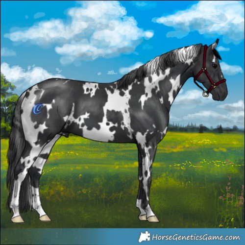 Horse Color:White Spotted Black