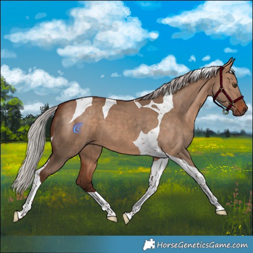 Horse Color:Silver Bay Dun Tobiano