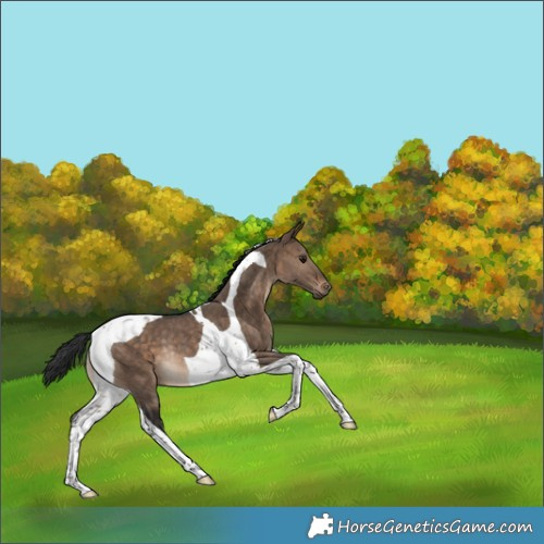 Horse Color:Brown Dun Tobiano Rabicano 