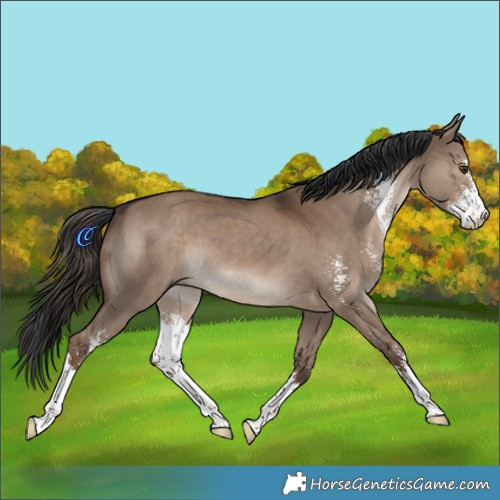 Horse Color:Liver Red Dun Sabino 