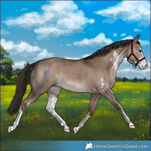 Horse Color:Liver Red Dun Sabino 