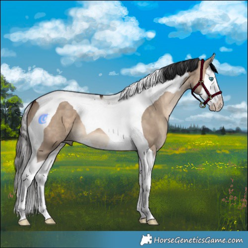 Horse Color:Bay Dun Splash Tobiano