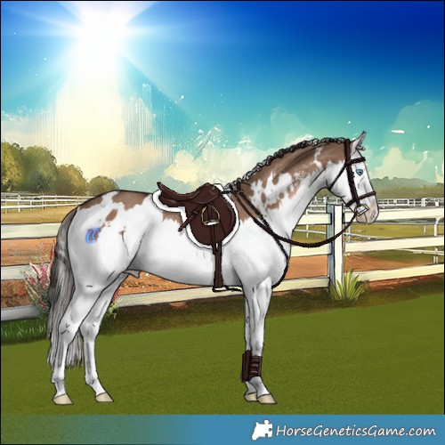 Horse Color:White Spotted Liver Red Dun Sabino Splash Rabicano 
