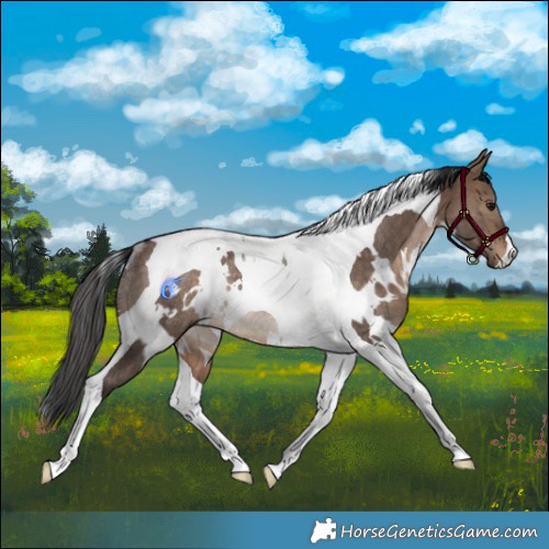 Horse Color:White Spotted Bay Dun Tobiano Rabicano 