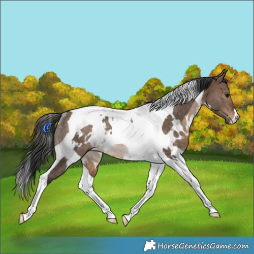 Horse Color:White Spotted Bay Dun Tobiano Rabicano