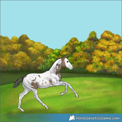 Horse Color:White Spotted Bay Dun Splash Tobiano Rabicano 