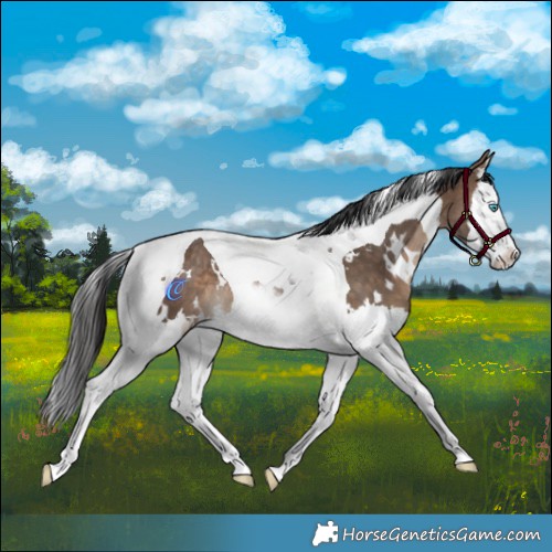 Horse Color:White Spotted Bay Dun Splash Tobiano Rabicano 