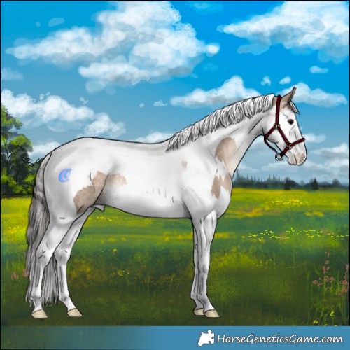 Horse Color:White Spotted Bay Dun Splash Tobiano Rabicano