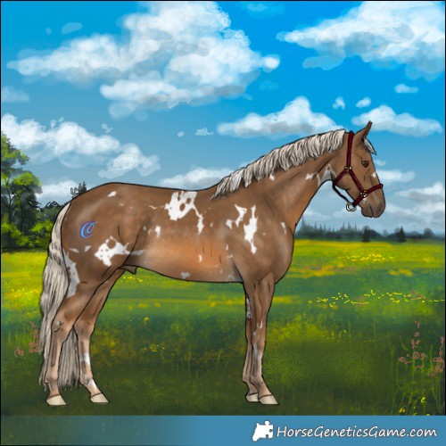 Horse Color:White Spotted Chocolate Palomino Rabicano 