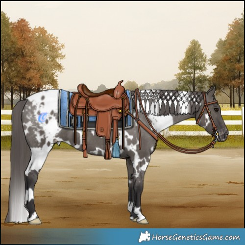 Horse Color:White Spotted Smoky Grullo Appaloosa 
