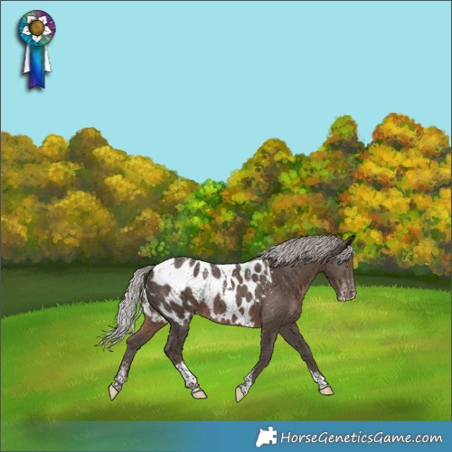 Horse Color:Powder White Silver Black Tobiano Appaloosa