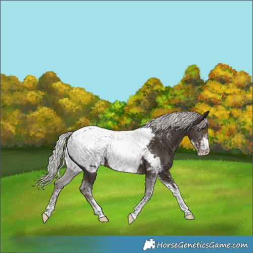 Horse Color:Powder White Silver Black Appaloosa