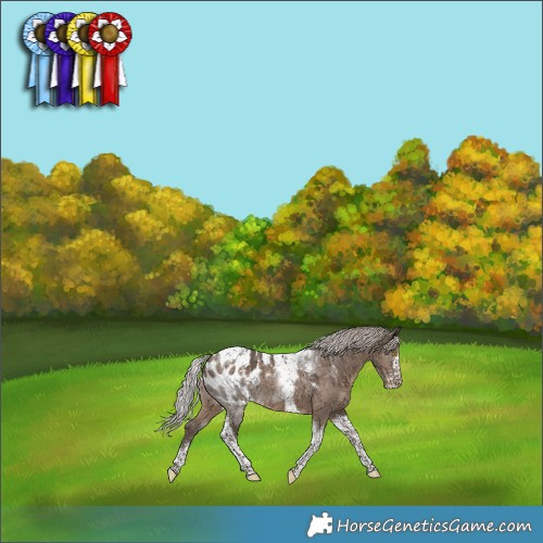 Horse Color:Powder White Silver Grullo Tobiano Appaloosa Brindle