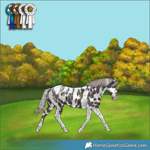 Horse Color:Powder White Silver Black Tobiano Appaloosa