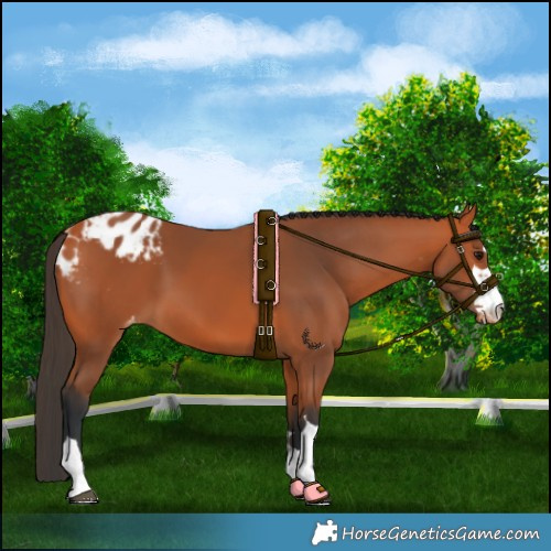 Horse Color:Bay Blanket